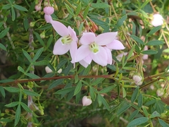 Boronia floribunda