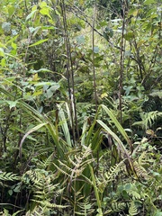 Stenanthium gramineum