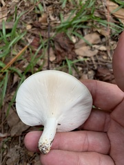 Lactifluus piperatus