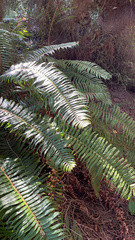 Polystichum munitum