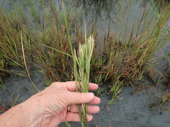 Andropogon glomeratus