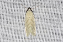Earias paralella