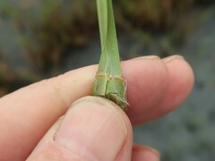 Andropogon glomeratus