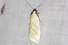Earias paralella
