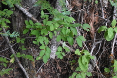 Lonicera utahensis