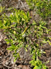 Styphelia mutica