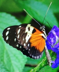 Heliconius hecale melicerta