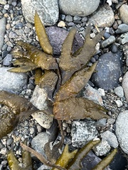 Fucus