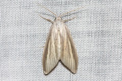 Prionopterina grammatistis