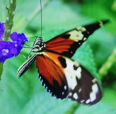 Heliconius hecale melicerta
