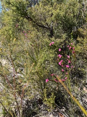 Boronia serrulata