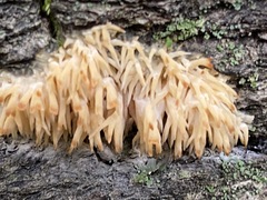 Radulomyces