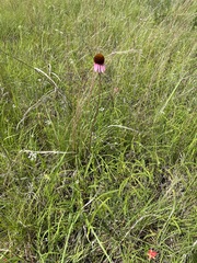 Echinacea