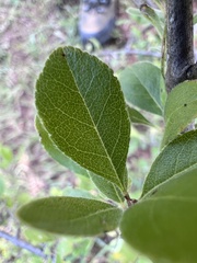 Sideroxylon lanuginosum