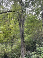 Quercus imbricaria