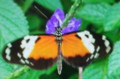Heliconius hecale melicerta