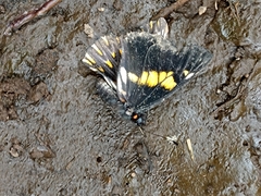 Catasticta teutila