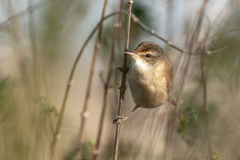 Acrocephalus agricola
