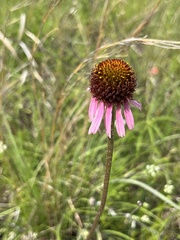 Echinacea