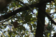 Myioborus miniatus
