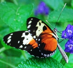 Heliconius hecale melicerta