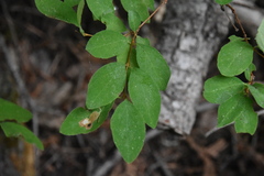 Lonicera utahensis