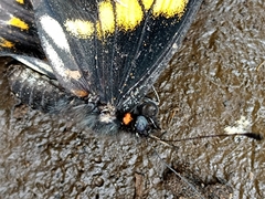 Catasticta teutila