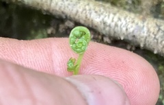 Dryopteris intermedia