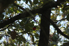 Myioborus miniatus