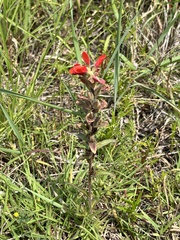 Castilleja indivisa