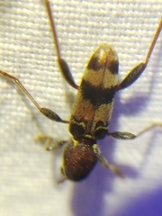 Xylotrechus colonus