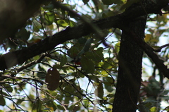 Myioborus miniatus