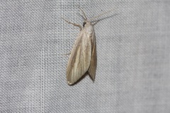 Prionopterina grammatistis