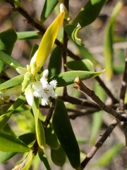 Styphelia mutica