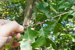 Kokkocynips imbricariae