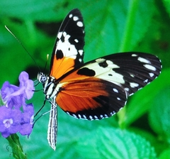 Heliconius hecale melicerta