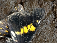 Catasticta teutila