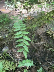 Dryopteris intermedia