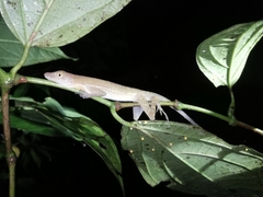 Anolis osa