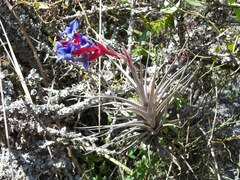 Tillandsia aeranthos