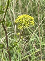 Polytaenia