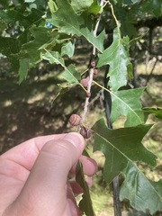 Kokkocynips imbricariae