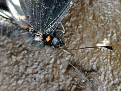 Catasticta teutila