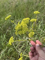 Polytaenia