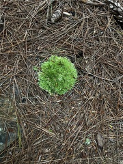 Leucobryum