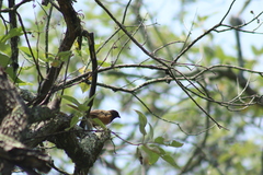 Pipilo maculatus macronyx
