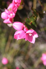 Boronia serrulata