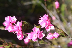 Boronia serrulata