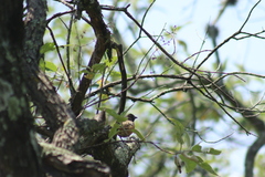 Pipilo maculatus macronyx