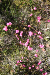 Boronia serrulata
